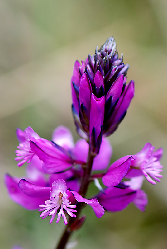 Polygala sp.